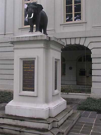 Elephant